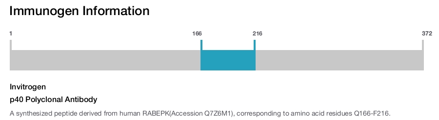 p40 Polyclonal Antibody