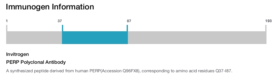 PERP Polyclonal Antibody