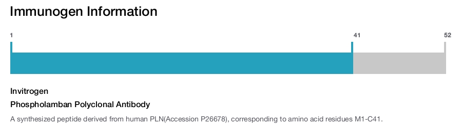 Phospholamban Polyclonal Antibody