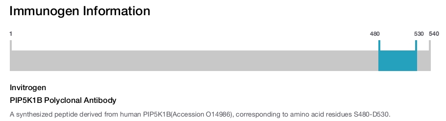 PIP5K1B Polyclonal Antibody