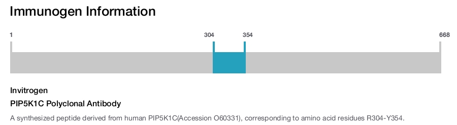 PIP5K1C Polyclonal Antibody
