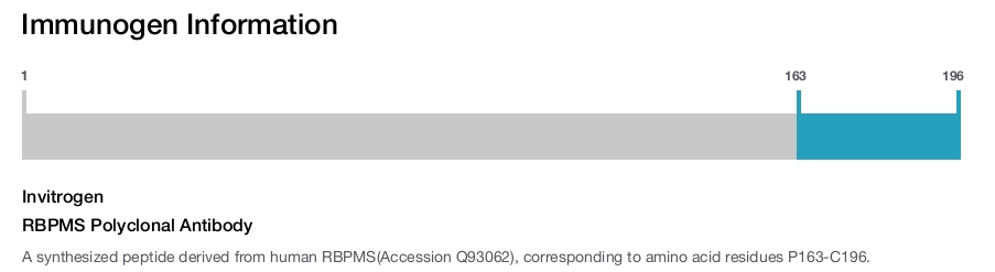 RBPMS Polyclonal Antibody