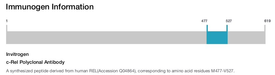 c-Rel Polyclonal Antibody