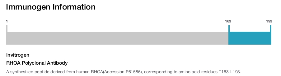 RHOA Polyclonal Antibody