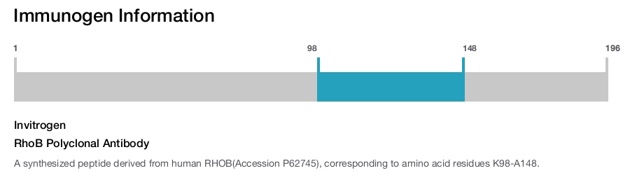 RhoB Polyclonal Antibody