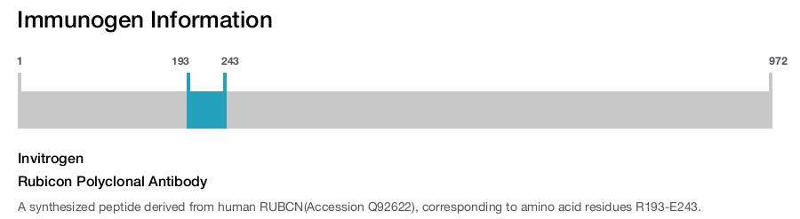 Rubicon Polyclonal Antibody