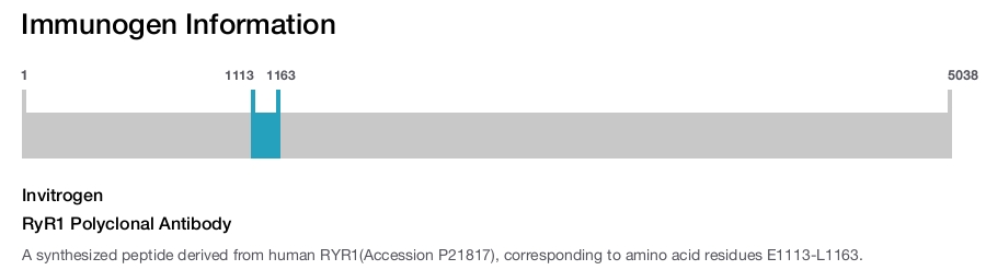 RyR1 Polyclonal Antibody