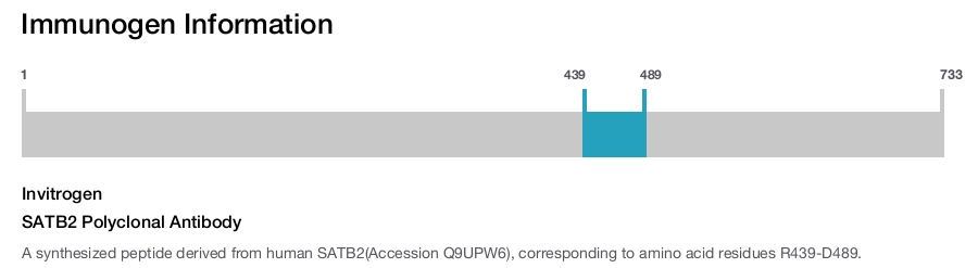 SATB2 Polyclonal Antibody