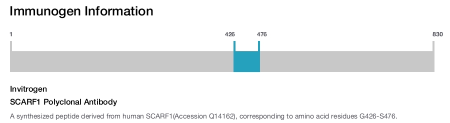 SCARF1 Polyclonal Antibody