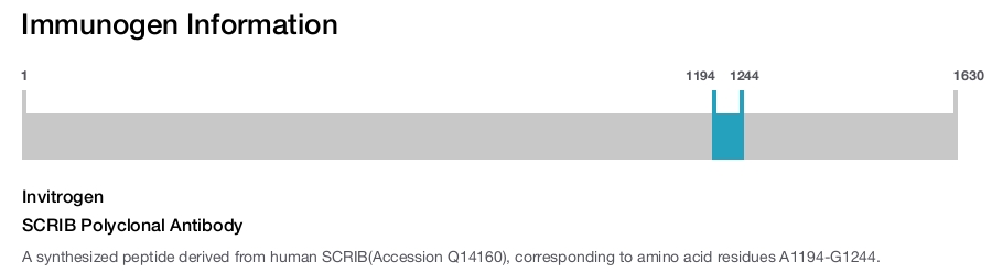 SCRIB Polyclonal Antibody