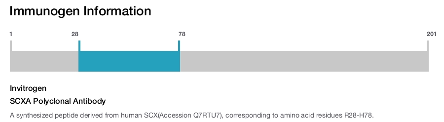 SCXA Polyclonal Antibody