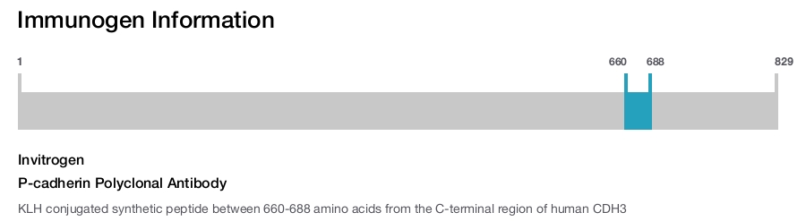 P-cadherin Polyclonal Antibody