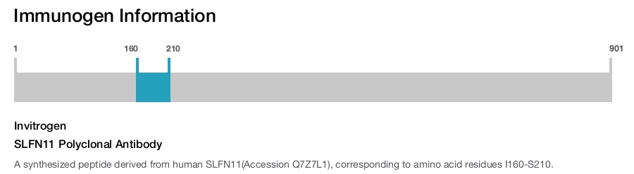SLFN11 Polyclonal Antibody