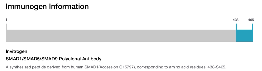 SMAD1/SMAD5/SMAD9 Polyclonal Antibody