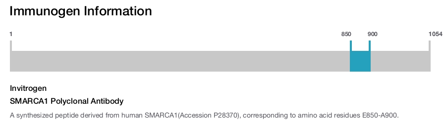 SMARCA1 Polyclonal Antibody