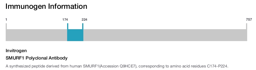 SMURF1 Polyclonal Antibody
