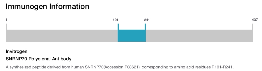 SNRNP70 Polyclonal Antibody