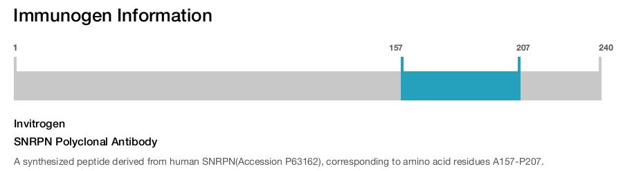 SNRPN Polyclonal Antibody