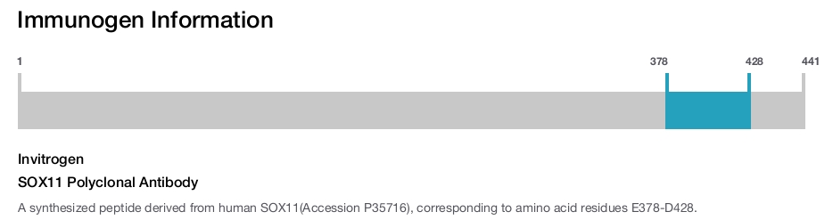 SOX11 Polyclonal Antibody