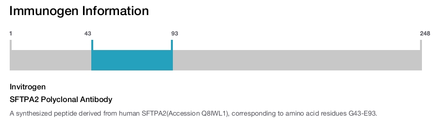 SFTPA2 Polyclonal Antibody