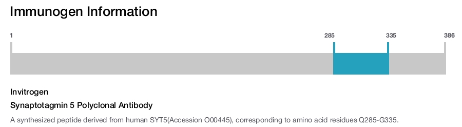Synaptotagmin 5 Polyclonal Antibody