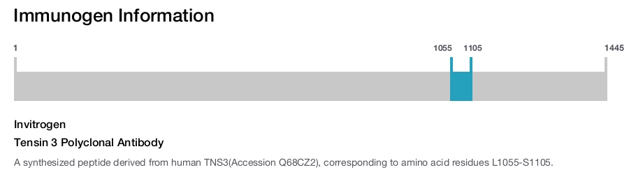 Tensin 3 Polyclonal Antibody