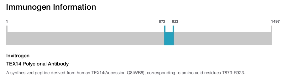 TEX14 Polyclonal Antibody