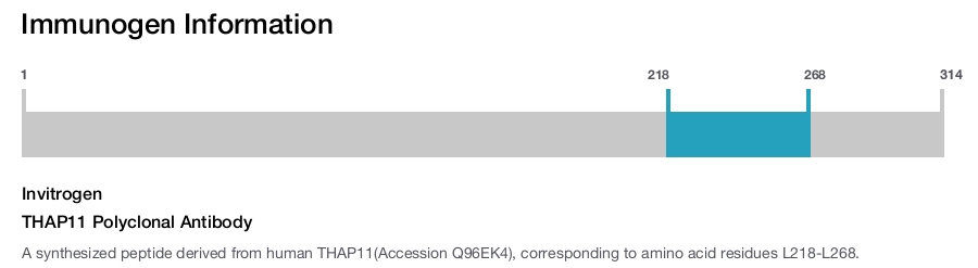 THAP11 Polyclonal Antibody