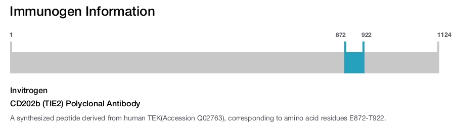 CD202b (TIE2) Polyclonal Antibody