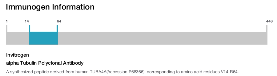 alpha Tubulin Polyclonal Antibody