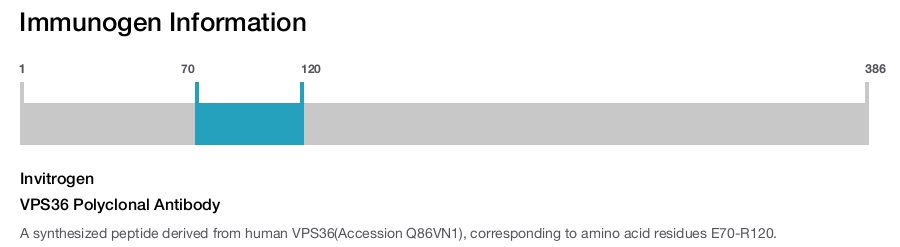 VPS36 Polyclonal Antibody
