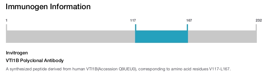 VTI1B Polyclonal Antibody
