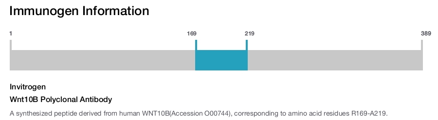 Wnt10B Polyclonal Antibody