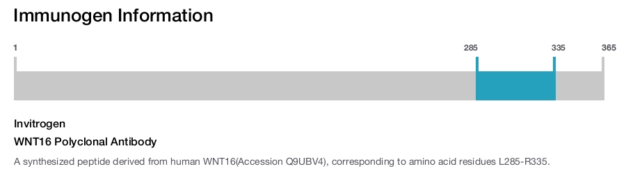 WNT16 Polyclonal Antibody