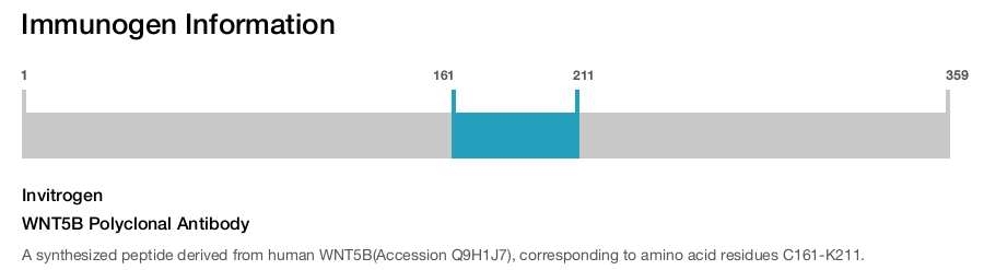 WNT5B Polyclonal Antibody