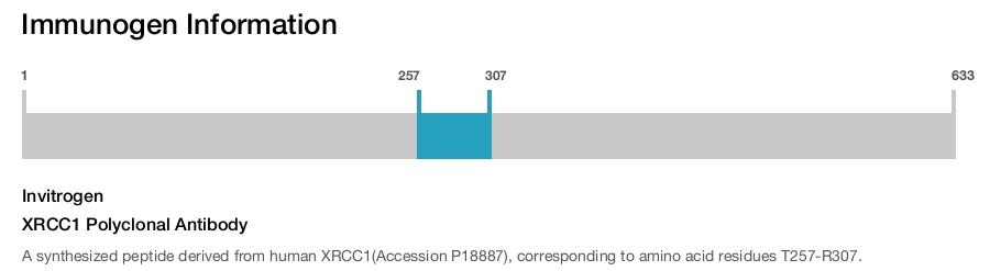 XRCC1 Polyclonal Antibody