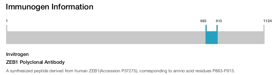 ZEB1 Polyclonal Antibody