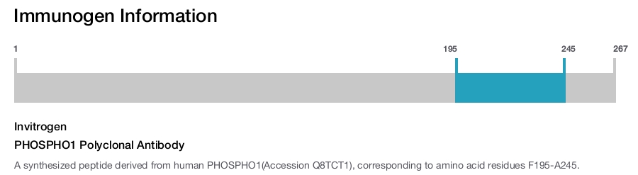PHOSPHO1 Polyclonal Antibody