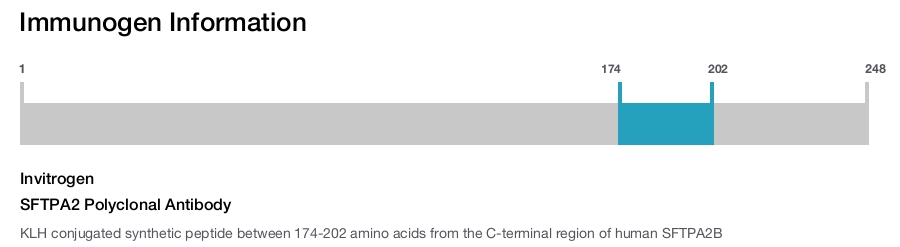 SFTPA2 Polyclonal Antibody
