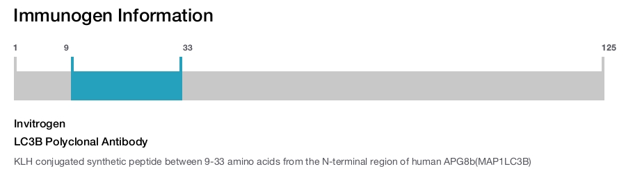 LC3B Polyclonal Antibody