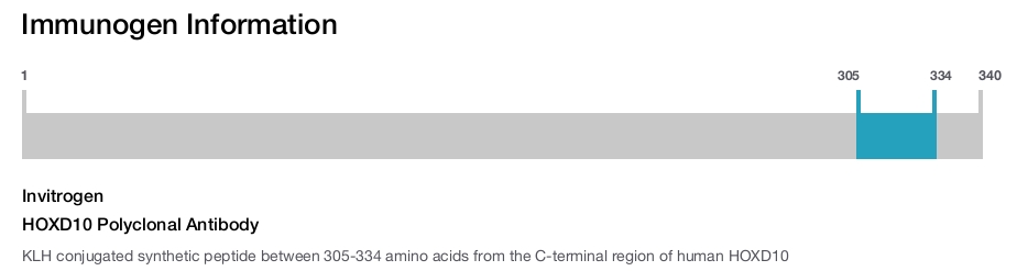 HOXD10 Polyclonal Antibody