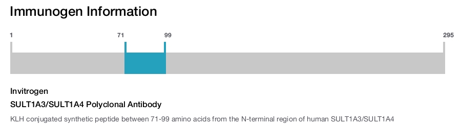 SULT1A3/SULT1A4 Polyclonal Antibody
