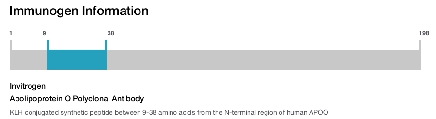 Apolipoprotein O Polyclonal Antibody