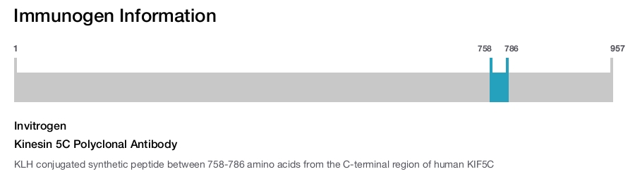 Kinesin 5C Polyclonal Antibody