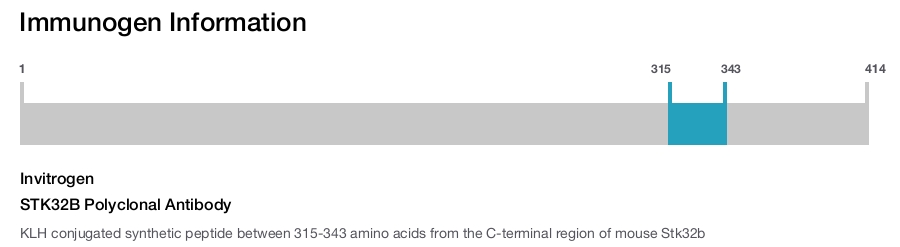 STK32B Polyclonal Antibody