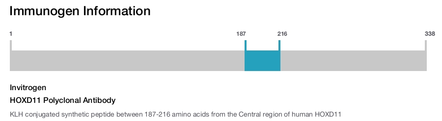 HOXD11 Polyclonal Antibody