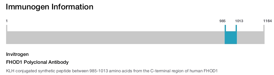 FHOD1 Polyclonal Antibody