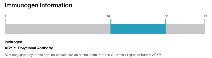 ACYP1 Polyclonal Antibody