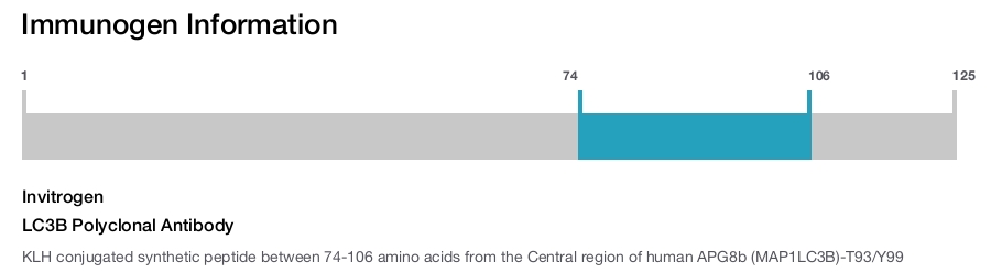 LC3B Polyclonal Antibody