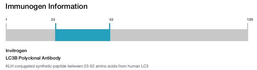 LC3B Polyclonal Antibody
